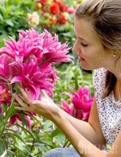 Menu Rose Lily Elena Double Oriental Lily -Holland Bulb Farms 77517 rose lily elena