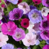Menu Breeders Mix Hardy Geranium 2 Menu Breeders Mix Hardy Geranium -Holland Bulb Farms 77519 breeders mix geranium 2 1
