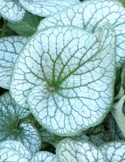 Menu Deer Resistant Shade Garden Collection -Holland Bulb Farms 77520 alexanders great brunnera 2