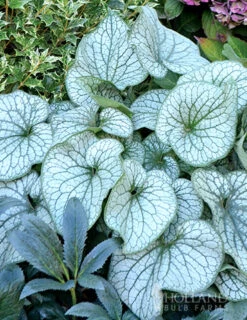 Menu Deer Resistant Shade Garden Collection -Holland Bulb Farms 77520 alexanders great brunnera