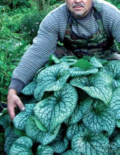 Menu Deer Resistant Shade Garden Collection -Holland Bulb Farms 77520 alexanders great brunnera 3