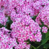 Menu Peppermint Twist Tall Phlox