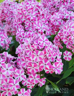 Menu Peppermint Twist Tall Phlox