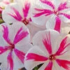 Menu Twister Tall Phlox -Holland Bulb Farms 77523 twister tall phlox
