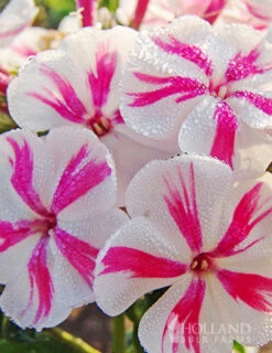 Menu Twister Tall Phlox