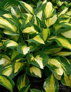 Menu Fancy Foliage Collection -Holland Bulb Farms 77524 color festival hosta 3 2