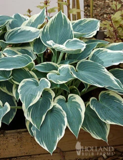 Menu El Nino Hosta
