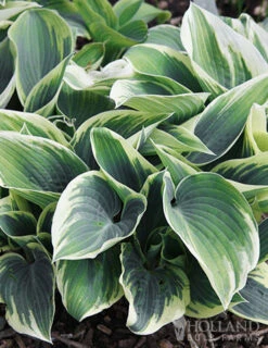Menu Blue Hosta Collection -Holland Bulb Farms 77525 el nino hosta 2