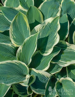 Menu Blue Hosta Collection -Holland Bulb Farms 77525 el nino hosta 3
