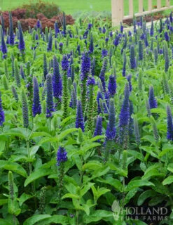 Menu Enchanted Indigo Veronica -Holland Bulb Farms 77527 enchanted indigo veronica