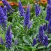 Menu Enchanted Indigo Veronica -Holland Bulb Farms 77527a
