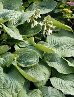Holland Bulb Farms -Holland Bulb Farms 77528 abiqua drinking gourd hosta 2 1
