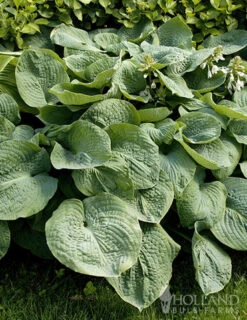 Menu Fancy Foliage Collection -Holland Bulb Farms 77528 abiqua drinking gourd hosta 3 2