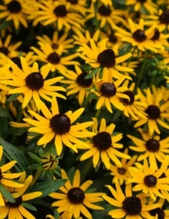 Menu Little Goldstar Rudbeckia