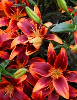 Menu Fiery Hot Lily Collection -Holland Bulb Farms 77531 1