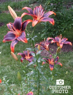Menu Fiery Hot Lily Collection -Holland Bulb Farms 77531 forever susan asiatic lily 1