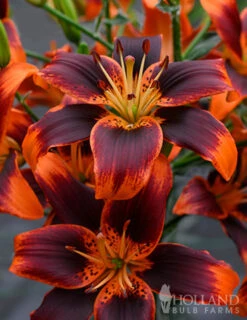 Menu Fiery Hot Lily Collection -Holland Bulb Farms 77531 forever susan asiatic lily 3 1