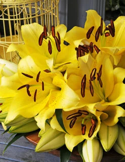 Menu Glowing Sunshine Lily Collection -Holland Bulb Farms 77532a 1