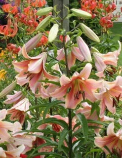 Menu Red Hot Orienpet Lily