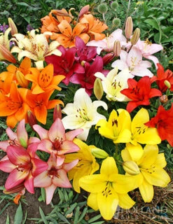 Menu Sunny Perennial Mailbox Garden -Holland Bulb Farms 77535 mixed asiatic lilies 1