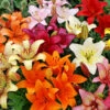 Menu Mixed Asiatic Lilies -Holland Bulb Farms 77535 mixed asiatic lilies 2