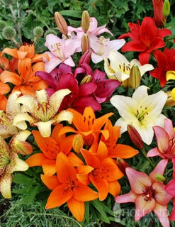 Menu Mixed Asiatic Lilies