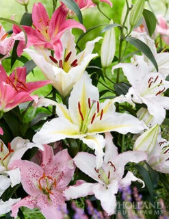 Menu Charming Pink Summer Flowers Collection -Holland Bulb Farms 77536 oriental lily mix 1