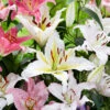 Menu Mixed Oriental Lilies -Holland Bulb Farms 77536 oriental lily mix 2