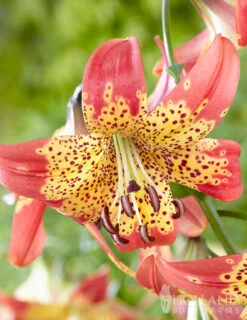 Menu Fusion Hybrid Lily
