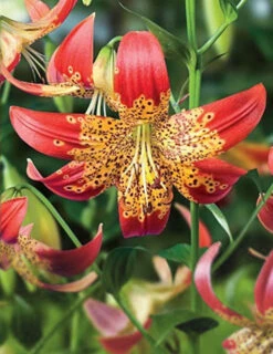 Menu Tiger Lily Collection -Holland Bulb Farms 77537a
