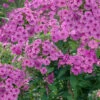 Menu Purple Flame Tall Phlox 1 Menu Purple Flame Tall Phlox -Holland Bulb Farms 77538 purple flame tall phlox 3