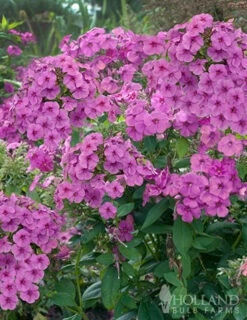 Menu Purple Flame Tall Phlox