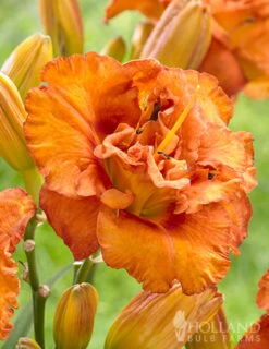 Menu Awesome Luck Daylily -Holland Bulb Farms 77540 awesome luck daylily 2