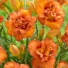 Menu Awesome Luck Daylily -Holland Bulb Farms 77540 awesome luck daylily 3