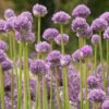 Menu Blue Eddy Allium -Holland Bulb Farms 77541