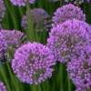 Menu Millenium Allium -Holland Bulb Farms 77542