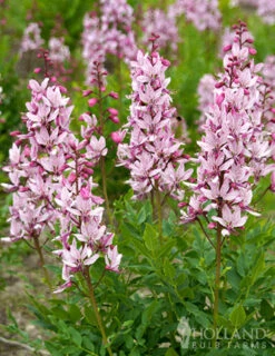 Menu Purpureus Gas Plant