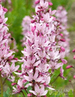 Menu Purpureus Gas Plant -Holland Bulb Farms 77544 purpureus gas plant