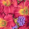 Menu Earlybird Cardinal Re-Blooming Daylily -Holland Bulb Farms 77545 01 1