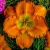 Menu Earlybird Oriole Re-Blooming Daylily -Holland Bulb Farms 77546 1