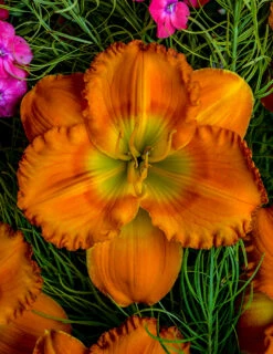 Menu Re-Blooming Daylily Collection -Holland Bulb Farms 77546