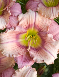 Menu Stephanie Returns Re-Blooming Daylily