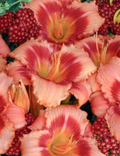 Menu Strawberry Candy Daylily