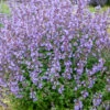 Menu Kitten Around Catmint -Holland Bulb Farms 77549