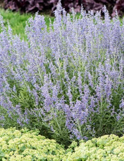 Menu Drought Tolerant Perennial Garden Collection -Holland Bulb Farms 77550 blue jean baby russian sage