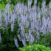 Menu Crystal Blue Salvia 2 Menu Crystal Blue Salvia -Holland Bulb Farms 77552