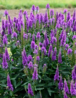 Menu Very Van Gogh Veronica