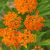 Menu Butterfly Weed Value Pack -Holland Bulb Farms 77555 butterfly weed value pack