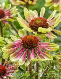 Menu Green Twister Coneflower -Holland Bulb Farms 77558 echinacea green twister 2