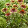 Menu Green Twister Coneflower -Holland Bulb Farms 77558 echinacea green twister 3